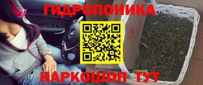 крисы Моздок